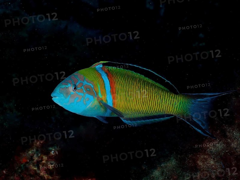 Sea peacock (Thalassoma pavo)