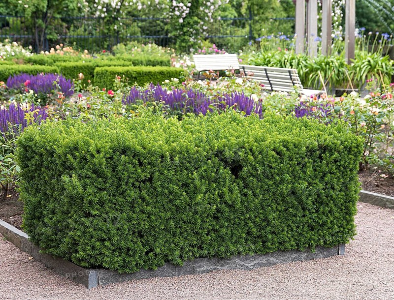 Hybrid yew (Taxus × media 'Hillii')