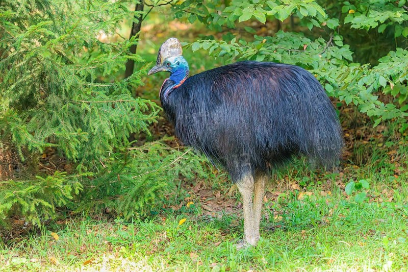 A Southern Cassowary (Casuarius casuarius) stands at the forest edge on a green meadow. Indonesia, Papua New Guinea, NE Australia