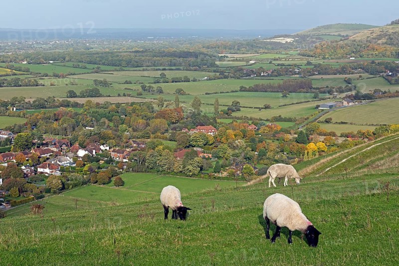 Sheep, South Downs Way at Devils Dyke, Fulking, West Sussex, England, United Kingdom