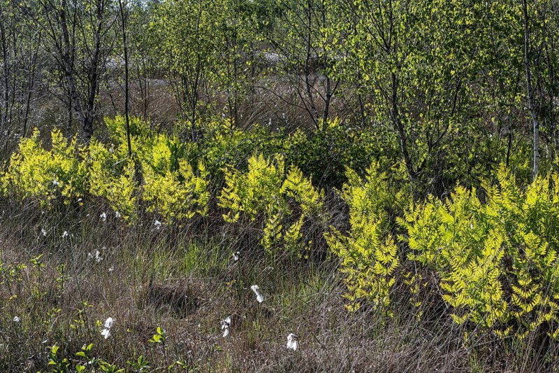 Royal fern (Osmunda regalis) against the light, Emsland, Lower Saxony, Germany