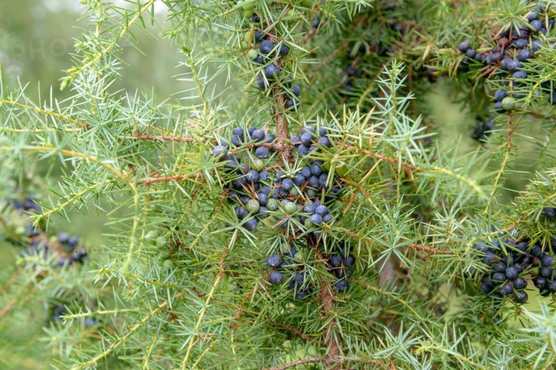 Common heath juniper (Juniperus communis), Hohenheim Gardens, Stuttgart, Baden-Württemberg, Germany