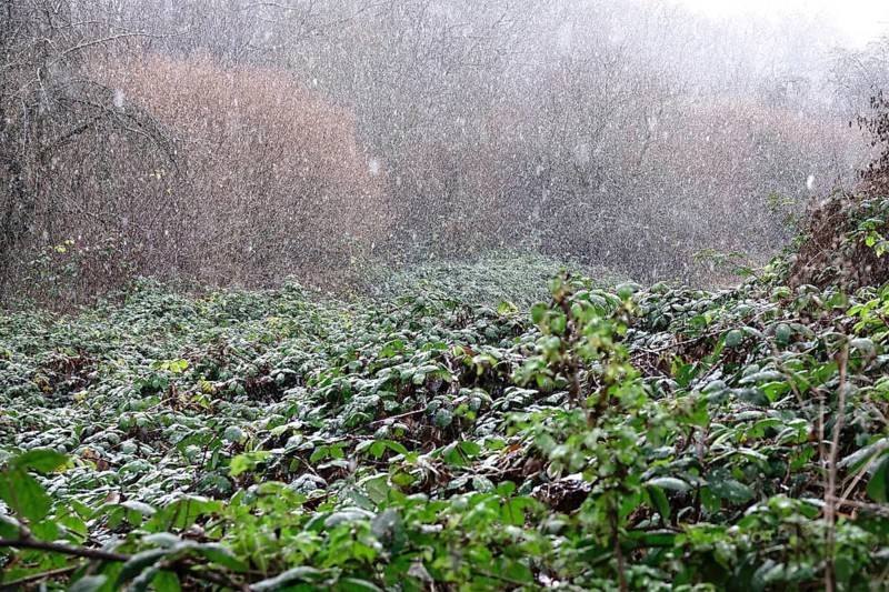 Sleet, winter, Germany