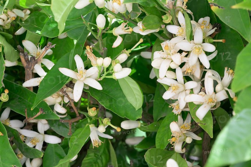Orange tree (Citrus × sinensis), flowers and leaves, Ronda, Malaga, Spain