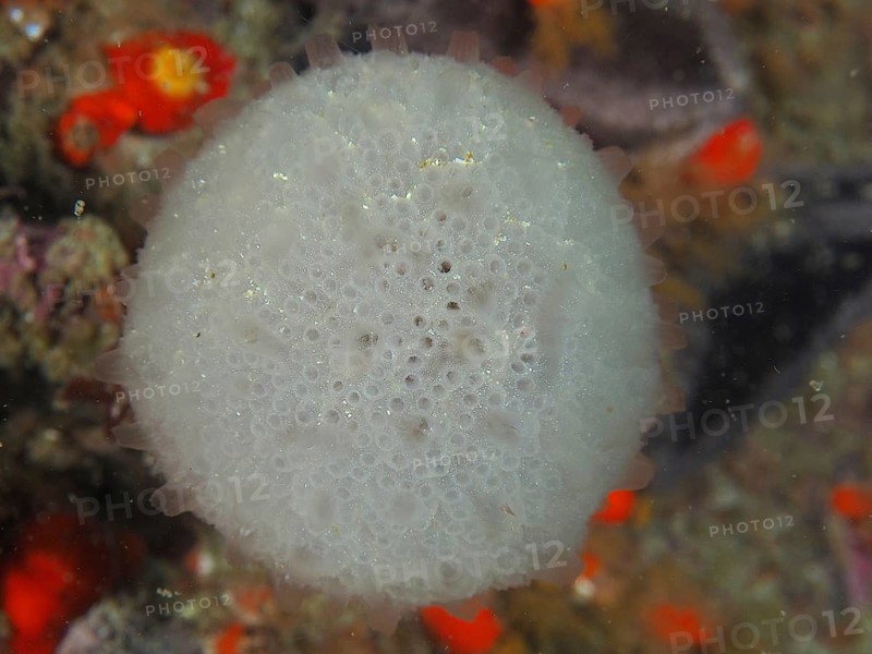 A round, white sea squirt, snowball sea squirt (Distaplia skoogi) on the seabed, surrounded by orange-coloured details. Dive site False Bay, Cape of Good Hope, Cape Town, South Africa