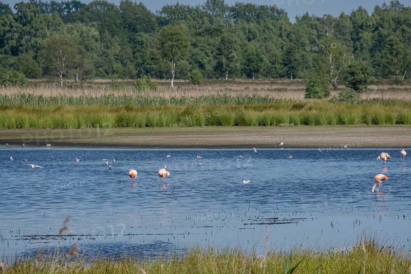 Flamingos in the Zwillbrocker Venn, nature reserve, Zwillbrock, Vreden, North Rhine-Westphalia, Germany
