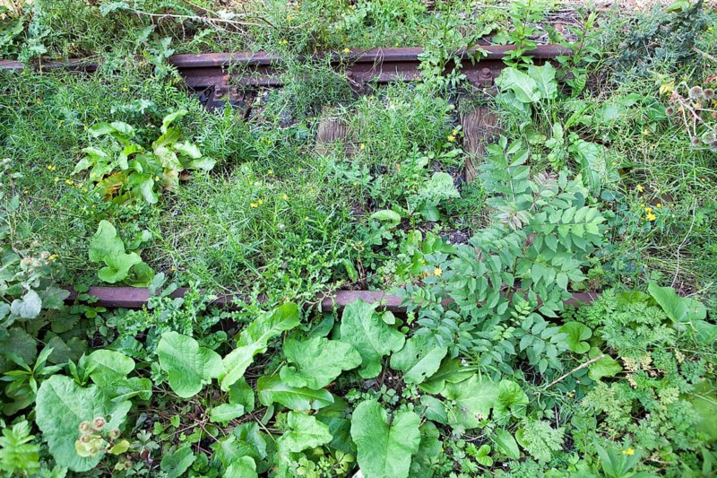 Overgrown railway tracks
