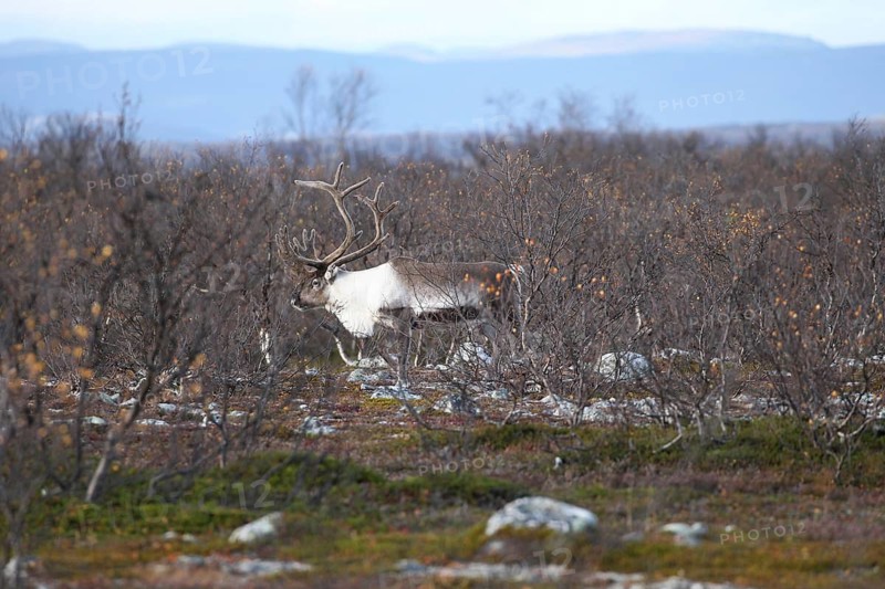 Reindeer (Rangifer tarandus) strong bull among shrub birch (Betula humilis) in autumn, Varangerhalvoya, Northern Norway, Scandinavia