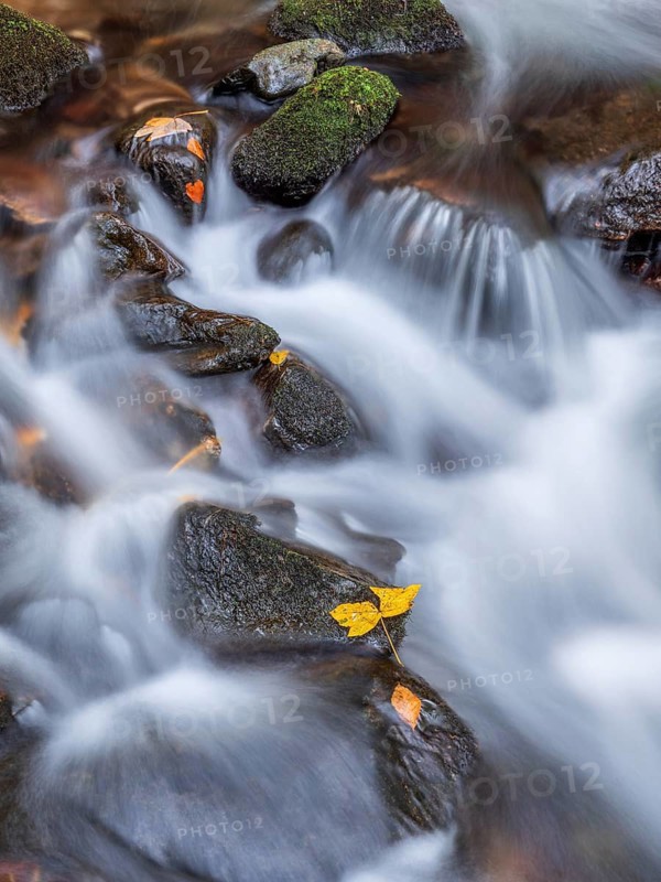 Torrent in autumn, detail, colorful leaves lying on stones covered by moss in the water, Teichbach in the Teichbach Gorge, Black Forest, Baden-Württemberg, Germany