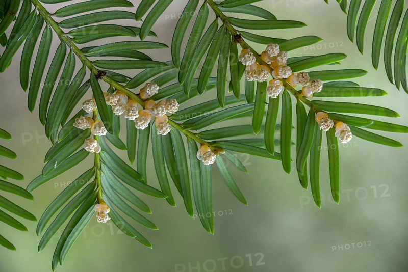 Yew, yew family, European yew, taxaceae, taxus baccata, blossom, flower, flora, male flowers, plants, yew
