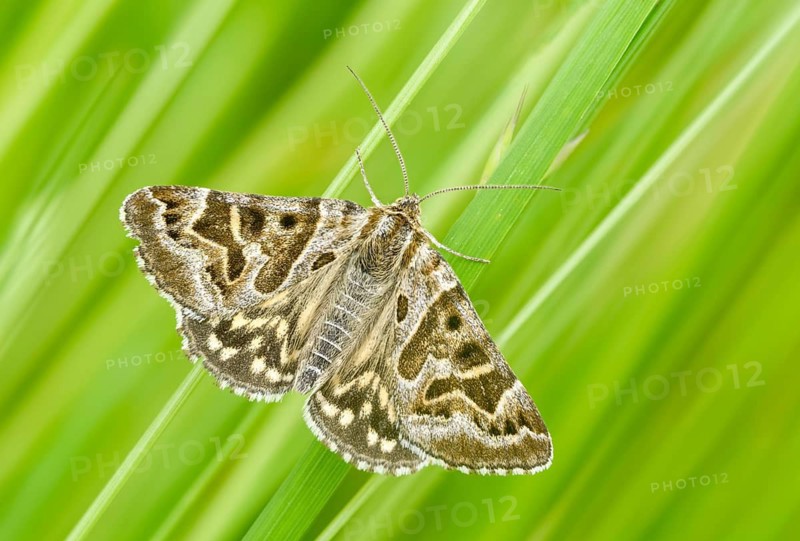 Callistege mi, Euclidia mi, owl moth, noctuidae, checktageule, butterfly, insects, moths, moths, moths, moths, butterfly