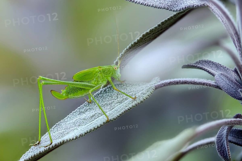 Common sickle scare, grasshoppers, Phaneroptera falcata, sickle scare, ensifera, grasshoppers, insects, insects, long-feeler scares, nymph, sickle-bearing bush cricket