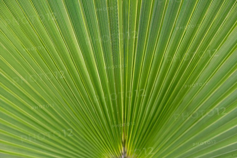 Palm leaf (Arecaceae), background, texture, Andalusia, Spain