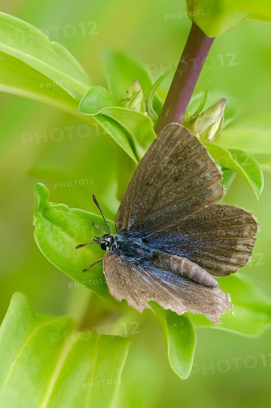 Glaucopsyche Alcon ssp. rebeli, glaucopsyche rebeli, cruciferous ant blue, maculinea rebeli, phengaris alcon ssp. rebeli, phengaris rebeli, butterfly, female, high size, portrait format, insects, butterfly, butterflies, butterflies, butterflies, butterflies, female