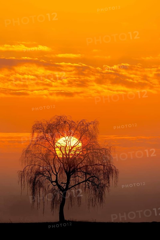 Lone silver birch, warty birch, European white birch, weeping birch (Betula pendula) bare branches silhouetted against orange sunset sky in winter