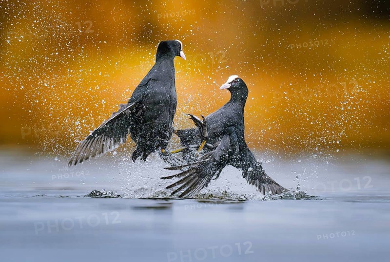 Coots (Fulica atra) fighting over territory, Zurich, Switzerland