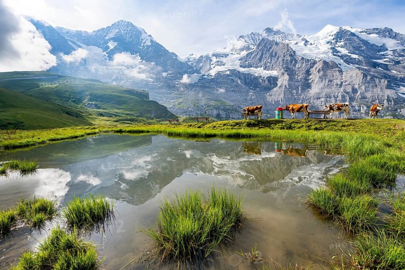Mountain panorama with peaks Eiger, Mönch and Jungfrau, reflected in a small pond with cows, Kleine Scheidegg, Jungfrau region, Bernese Oberland, Switzerland