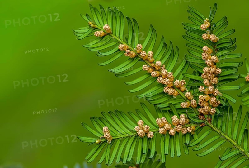 Yew, yew family, European yew, taxaceae, taxus baccata, blossom, flower, flora, male flowers, plants, yew