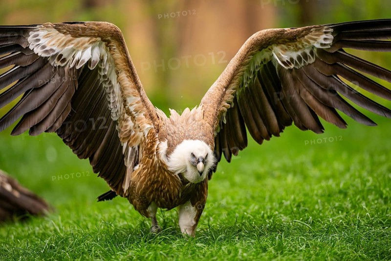 Griffon Vultures (Gyps fulvus) starts flying from a meadow in spring, bavaria, Germany