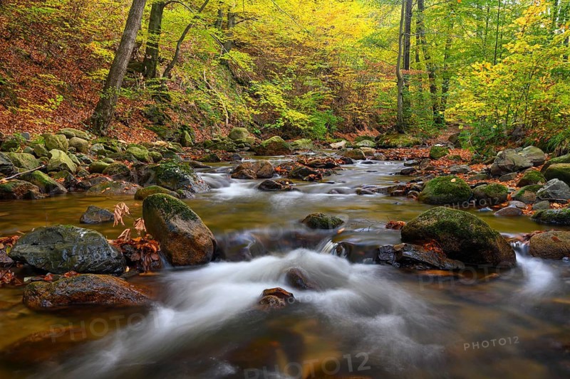 The river Ilse flows in the beech forest in the Harz Mountains, Ilsenburg, Saxony-Anhalt, Germany