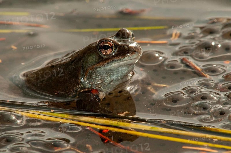 Common frog, common frog, rana temporaria, amphibians, amphibians, frog, frogs, spring, spawning ground, amphibians, jumping