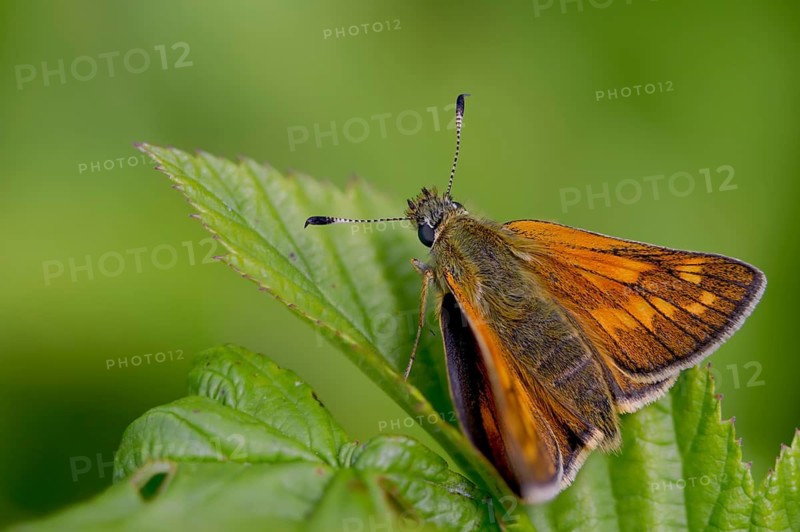 Large skipper, ochlodes sylvanus, ochlodes venatus, rust-spotted thighead, butterfly, thick-headed butterfly, insects, butterflies, butterflies