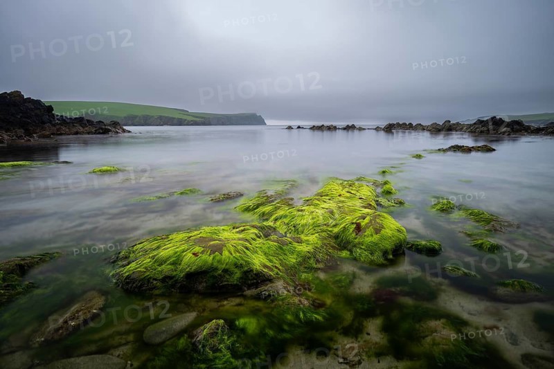 Rocky coastal landscape with green seaweed growth in the intertidal zone, Shetland Islands, Scotland, Great Britain