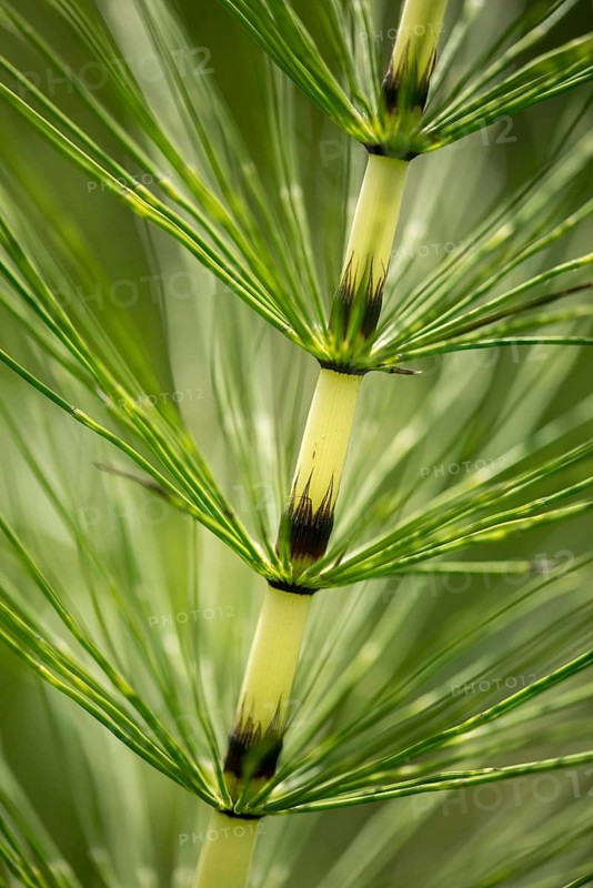 Equisetaceae, equisetum telmateia, giant horsetail, horsetail, great horsetail, high size, vertical format, northern giant horsetail, plants