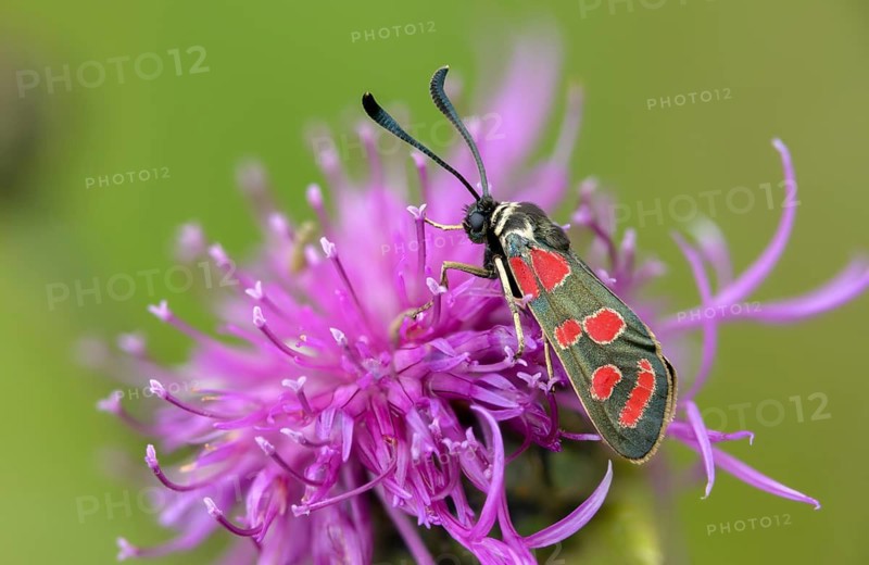 Carniolane burnet, eastern burnet moth, esparset ram, Carniola ram, zygaena carniolica, blood droplets, burnet, butterfly, insects, moths, moths, moths, moths, moths, moths