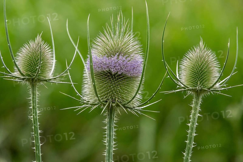 Wild teasel (Dipsacus fullonum), Baden-Württemberg, Germany