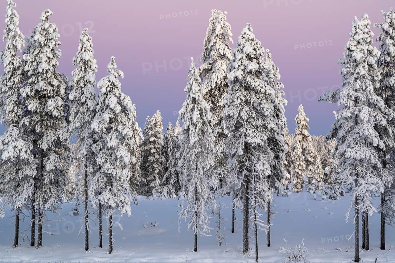 Snowy winter forest at dusk, Nattavaara, Norrbotten, Lapland, Sweden, November 2023