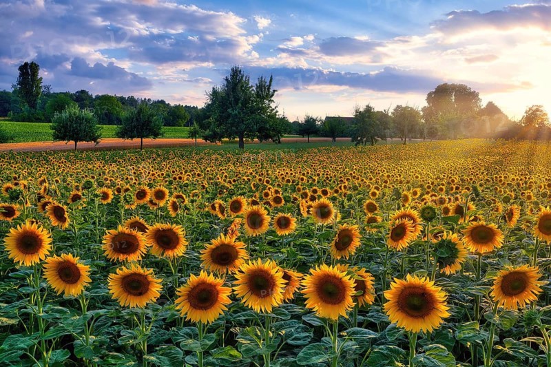 A field of sunflowers (Helianthus annuus) at sunset, atmospheric clouds in the evening sky, Canton of Zurich, Switzerland