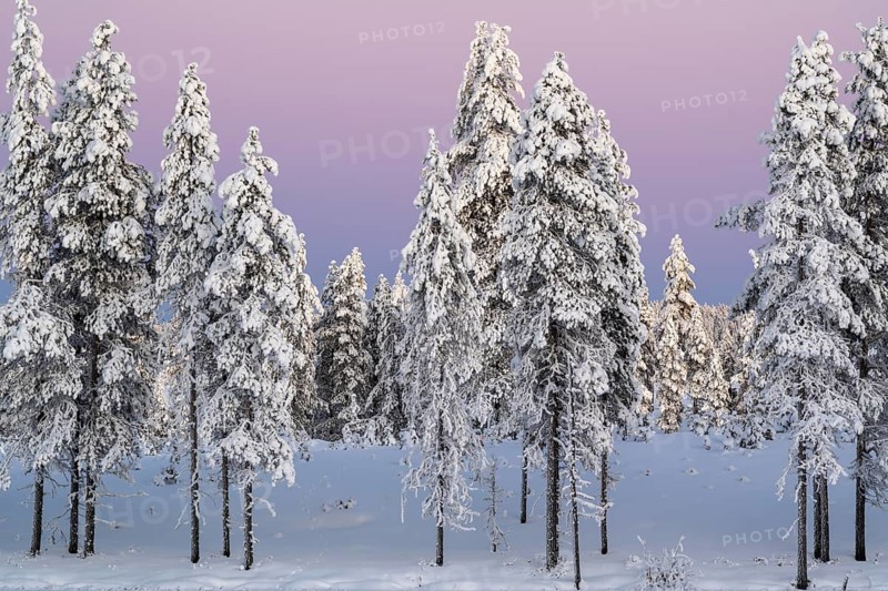 Snowy winter forest at dusk, Nattavaara, Norrbotten, Lapland, Sweden