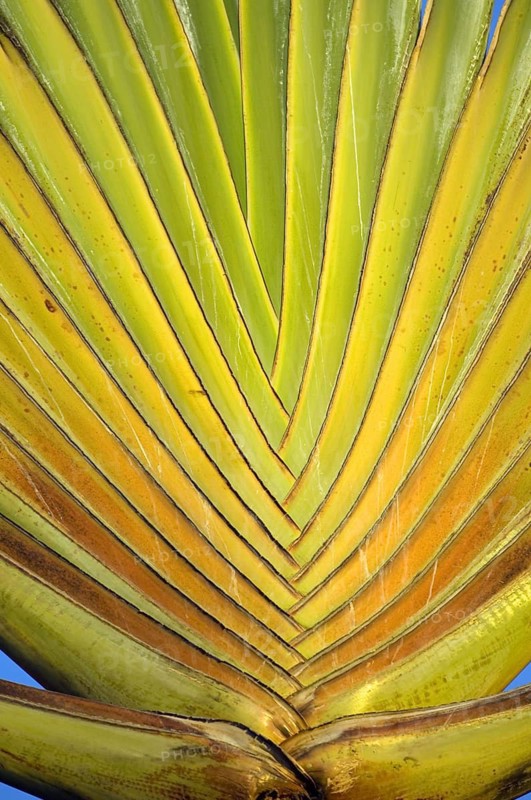 Palm fronds on Bonaire, ABC islands, Caribbean, South America