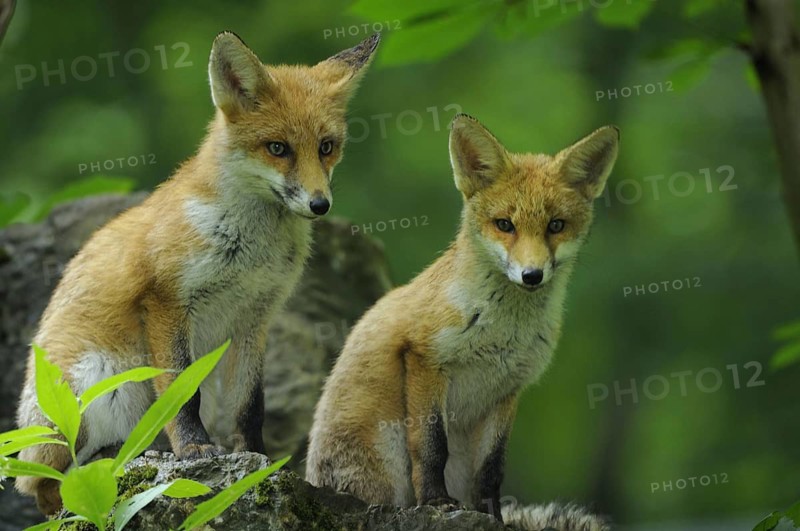 Fox, red fox, Warstein, summer