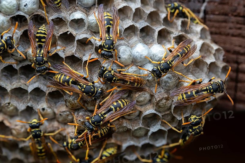 Brighter-colored paper wasp, French field wasp, gallic field wasp, house field wasp, hymenoptera, polistes dominula, vespidae, wrinkle wasp, field wasp, insects, nest