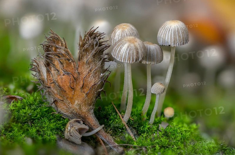 Coprinellus disseminatus, Coprinus disseminatus, sown tintling, fairy inkcap, fungi, mushrooms, tintling, trooping crumble cap