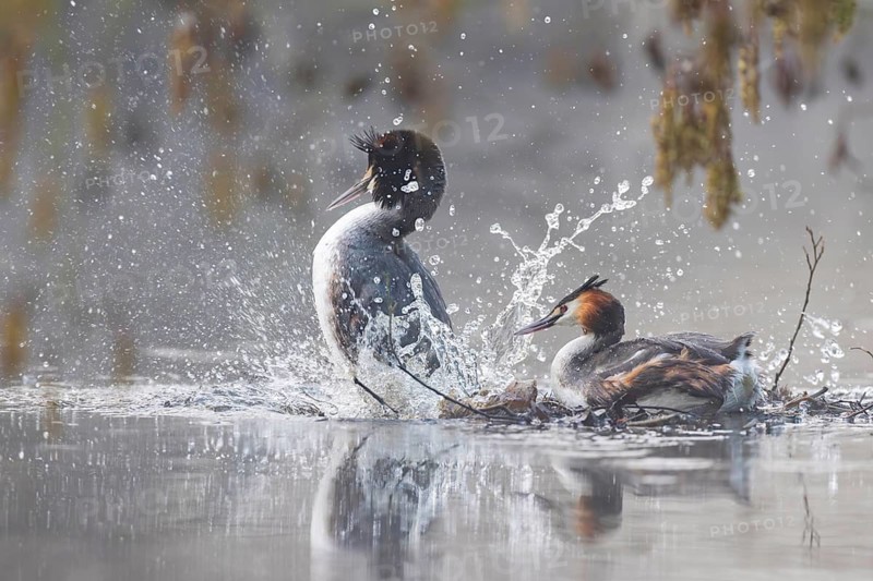 Great Crested Grebe (Podiceps cristatus), Germany