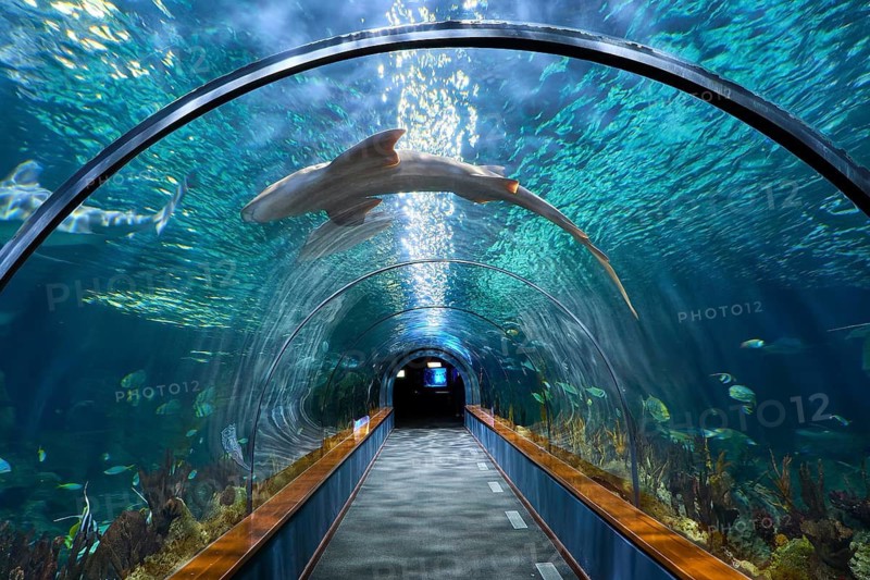 A shark swims over an illuminated underwater tunnel in an aquarium with surrounding fish, aquarium, aquariums, aquaviva, Loro Parque, Puerto de la Cruz, Tenerife, Canary Islands, Spain