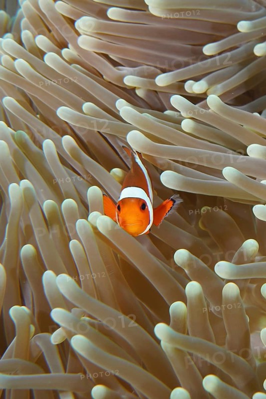 A solitary Ocellaris Clownfish (Amphiprion ocellaris), Nemo, peeks out intently from a sea anemone, Coral Garden dive site, Menjangan, Bali, Indonesia