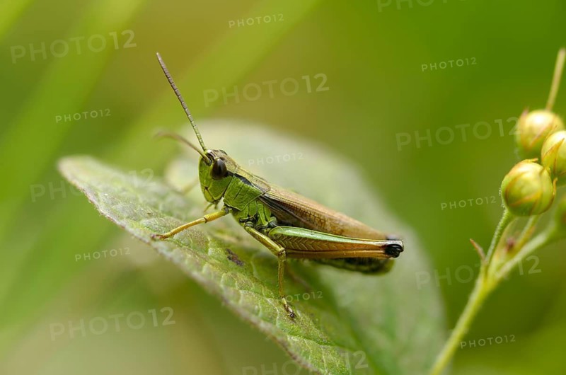 Acrididae, Caelifera, Chorthippus montanus, field locusts, gomphocerinae, grasshoppers, short-feeler scare, pseudochorthippus montanus, swamp grasshoppers, grasshoppers, insects, water-meadow grasshoppers