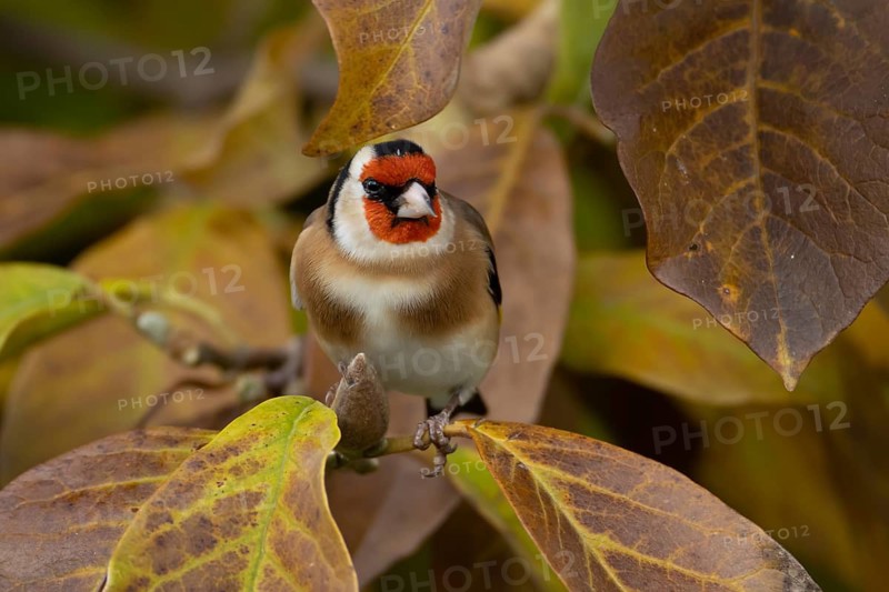 European goldfinch (Carduelis carduelis) adult garden bird in a magnolia tree with autumn colour leaves, England, United Kingdom