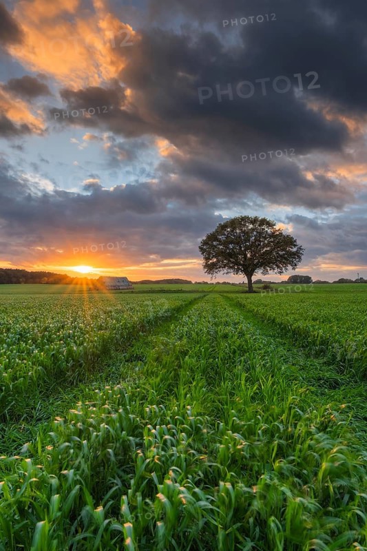 Husum, Nienburg, Lower Saxony, Germany