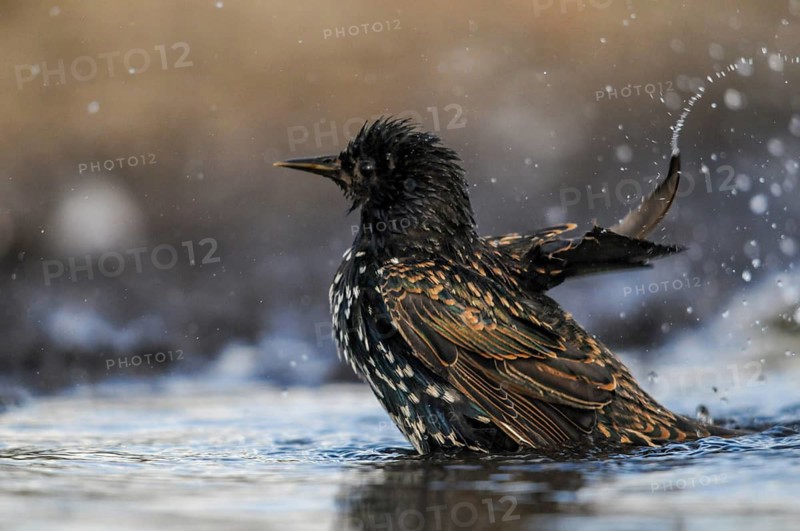 Star, Starling, Sturnus Vulgaris, Bath, Birds, Passeri, Songbirds, Potions, Birds, Watering Place
