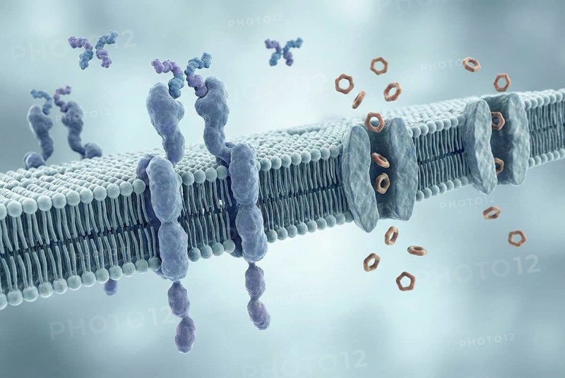 Molecular biology illustration showing how insulin hormones bind to cell receptors to regulate glucose uptake. Visualization of diabetes metabolism on a cellular level, AI generates, AI generated
