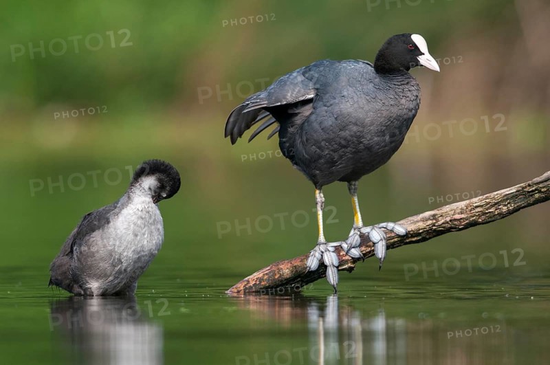 Eurasian Coot coot, fulica atra, birds, coot rail, gruiformes, adolescent, juvenile, crane birds, rails, railbirds, hooded birds, rallidae, birds, waterbirds, waterbirds