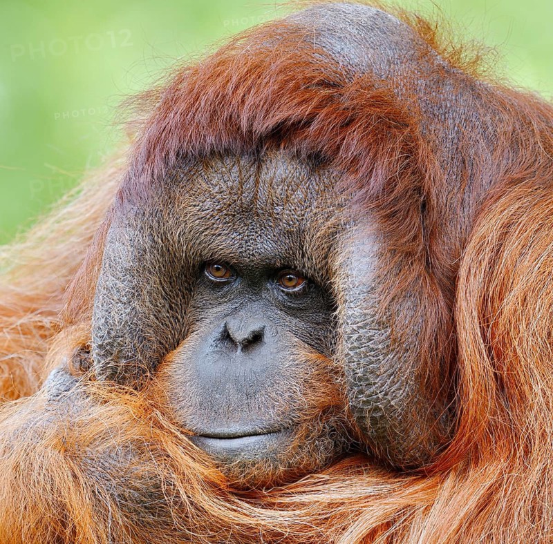 Bornean orangutan (Pongo pygmaeus), male, portrait, captive, occurring on Borneo