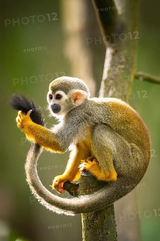 Common squirrel monkey (Saimiri sciureus) on a branchåç, captive, distribution South America