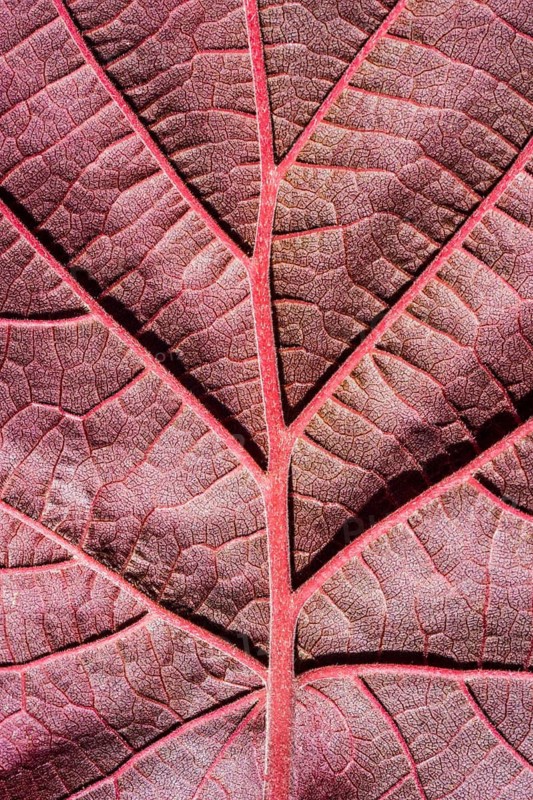 Close-up of the Red Zellernut, red-leaved hazel or cobnut, red-leaved Zellernuss, Corylus avellana