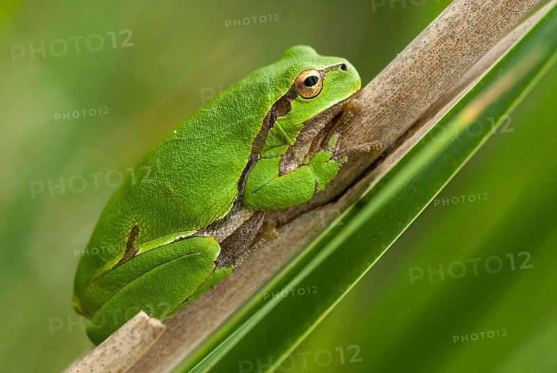 Eastern tree frog, hyla orientalis, tree frog, amphibians, amphibians, Bulgaria, frog, frog, amphibian, eastern tree frog